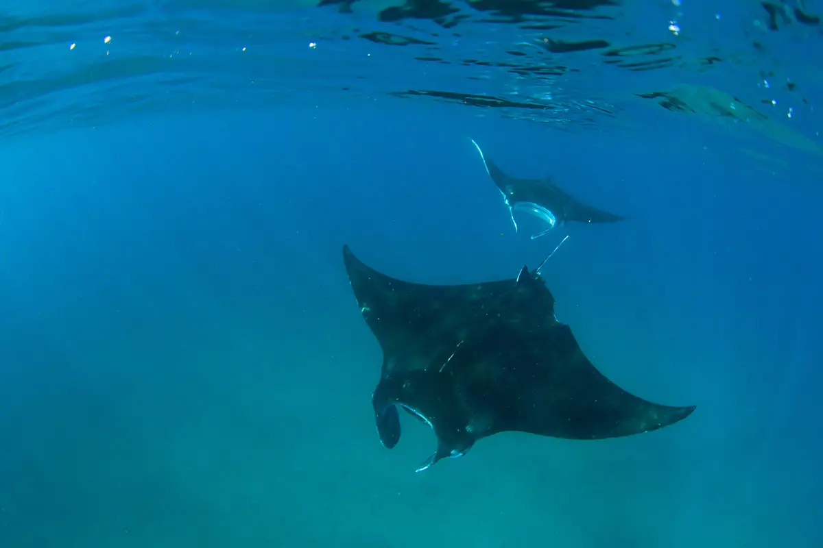 underwater shot of two mantarays